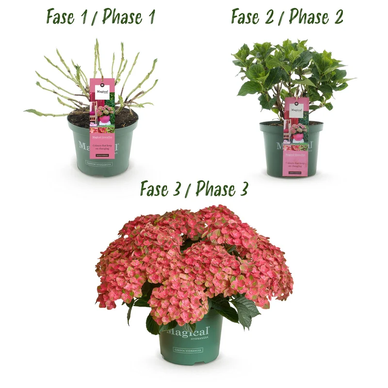 Hortensie - Hydrangea Magical Green Fire - Rosa Grün - Topf 23cm Höhe 55cm