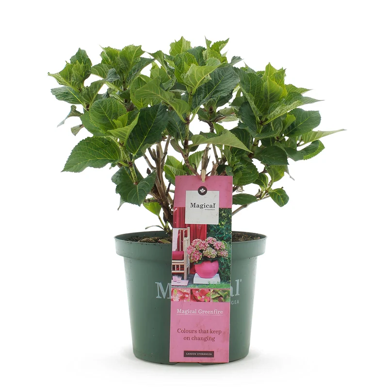 Hortensie - Hydrangea Magical Green Fire - Rosa Grün - Topf 23cm Höhe 55cm