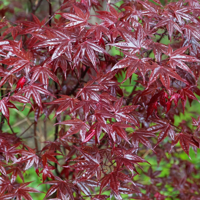Japanischer Ahorn - Acer palmatum Bloodgood - Rot - 2 Pflanzen - Laubabwerfend - Topf 19cm Höhe 70cm