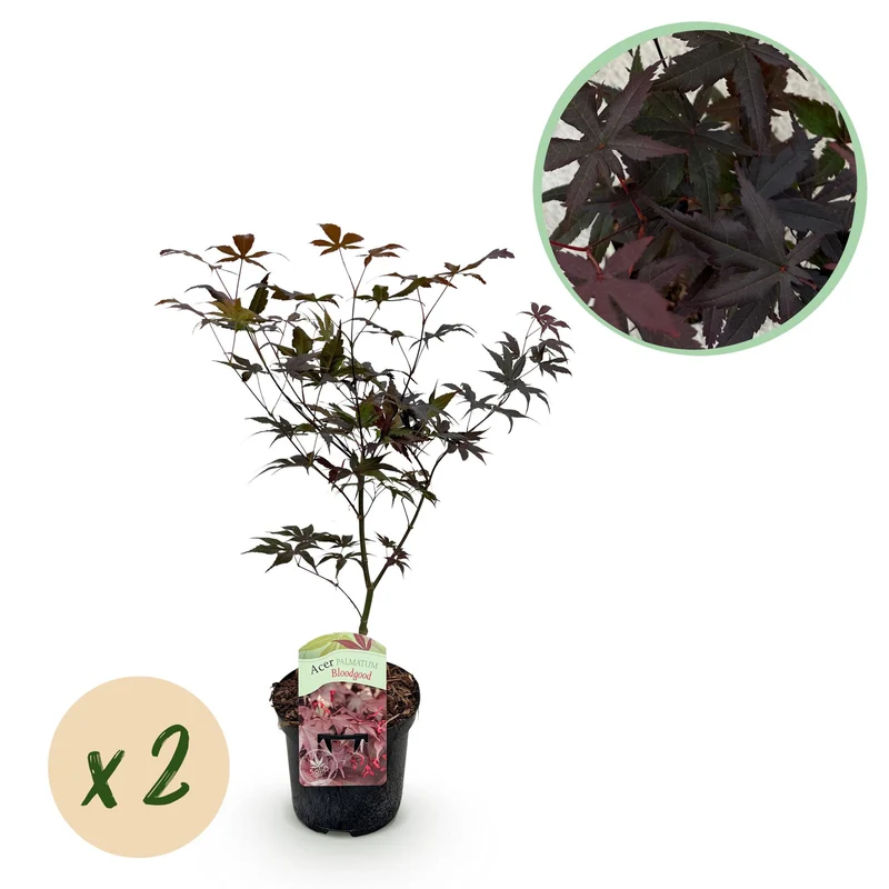 Japanischer Ahorn - Acer palmatum Bloodgood - Rot - 2 Pflanzen - Laubabwerfend - Topf 19cm Höhe 70cm