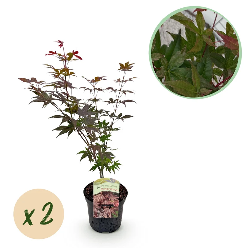 Japanischer Ahorn - Acer palmatum Atropurpureum - Lila - 2 Pflanzen - Laubabwerfend - Topf 19cm Höhe 70cm