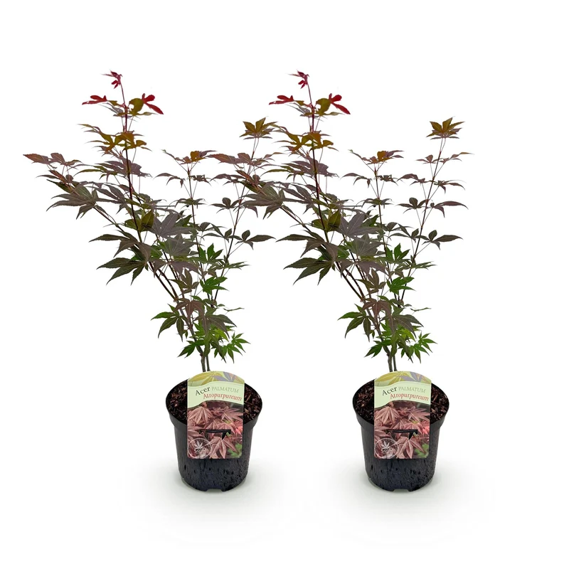 Japanischer Ahorn - Acer palmatum Atropurpureum - Lila - 2 Pflanzen - Laubabwerfend - Topf 19cm Höhe 70cm