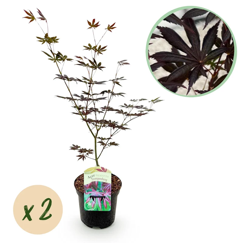 Japanischer Ahorn - Acer palmatum Trompenburg - Dunkel Lila - 2 Pflanzen - Laubabwerfend - Topf 19cm Höhe 70cm