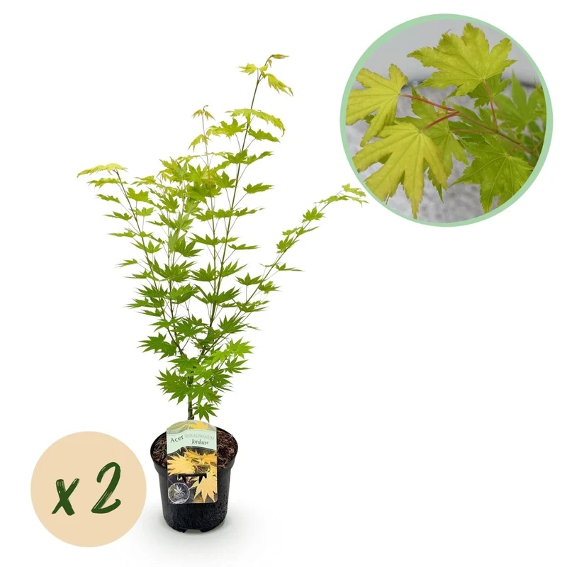 Japanischer Ahorn - Acer palmatum Jordan - Gelb - 2 Pflanzen - Laubabwerfend - Topf 19cm Höhe 70cm