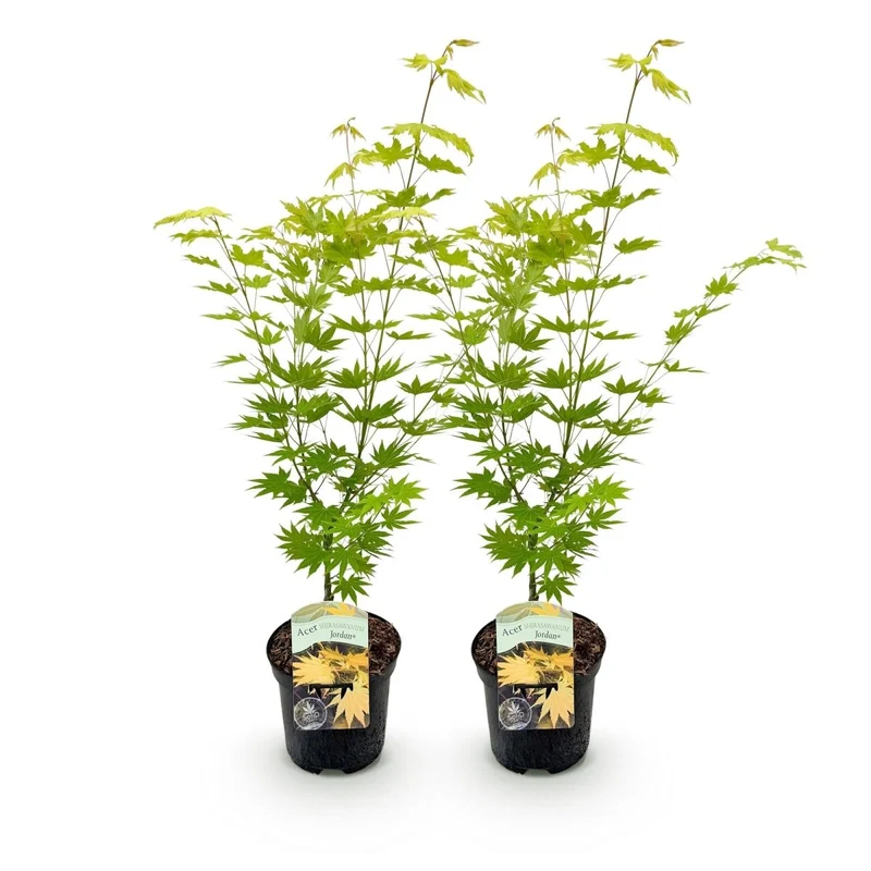 Japanischer Ahorn - Acer palmatum Jordan - Gelb - 2 Pflanzen - Laubabwerfend - Topf 19cm Höhe 70cm