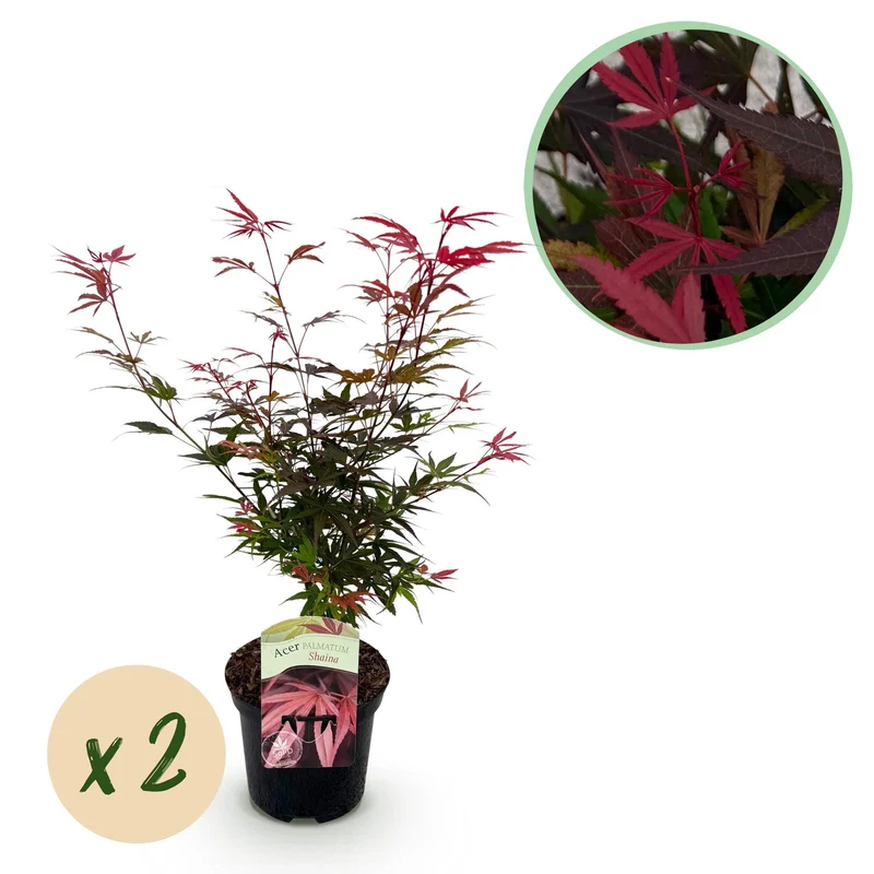 Japanischer Ahorn Shaina – 2x 70 cm im 19 cm Topf