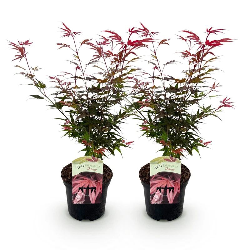 Japanischer Ahorn Shaina – 2x 70 cm im 19 cm Topf