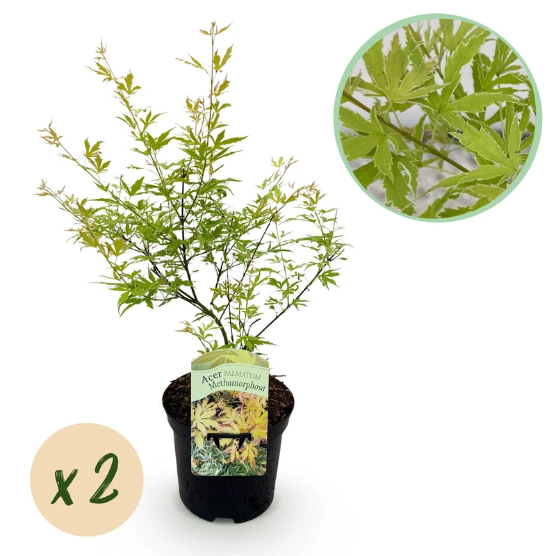 Japanischer Ahorn Metamorphosa – 2x 70 cm im 19 cm Topf