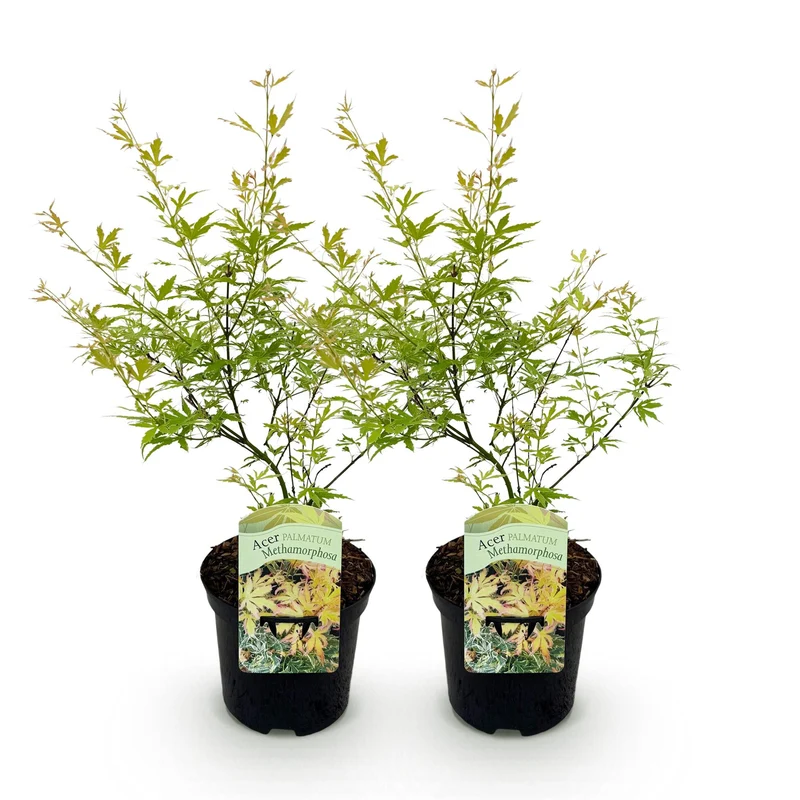 Japanischer Ahorn Metamorphosa – 2x 70 cm im 19 cm Topf