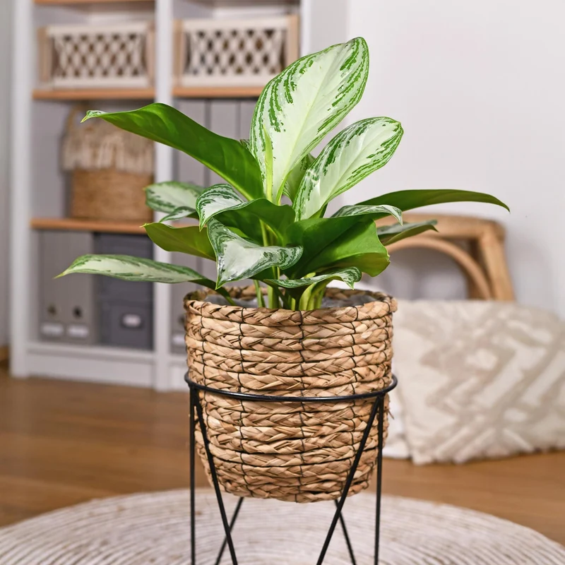 Aglaonema Silver Bay - Silberblatt Höhe 70-75cm