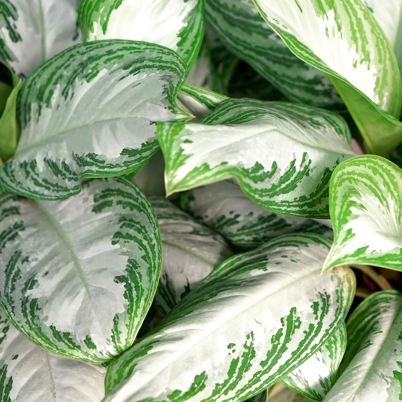 Aglaonema Silver Bay - Silberblatt Höhe 70-75cm