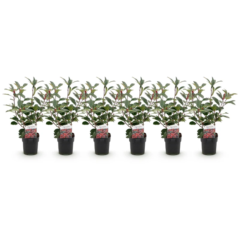 Heckenpflanzen - Photinia fraseri Red Robin - grün rot - 6 Pflanzen - 1 laufender Meter - immergrün - Topf 17cm Höhe 50cm