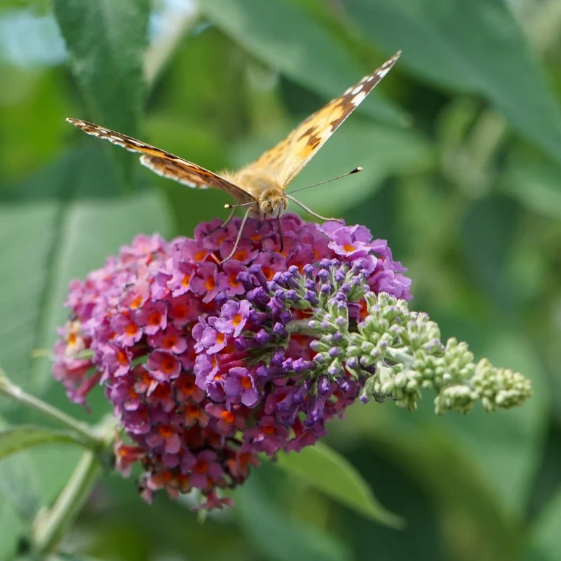 Schmetterlingsstrauch - Buddleja davidii Flower Power - Blüte Orange Lila - 1 Pflanze - Laubabwerfend - Schmetterling anziehend - Topf 17cm Höhe 30cm