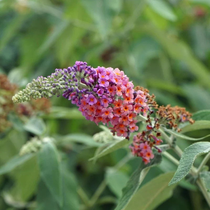 Schmetterlingsstrauch - Buddleja davidii Flower Power - Blüte Orange Lila - 1 Pflanze - Laubabwerfend - Schmetterling anziehend - Topf 17cm Höhe 30cm