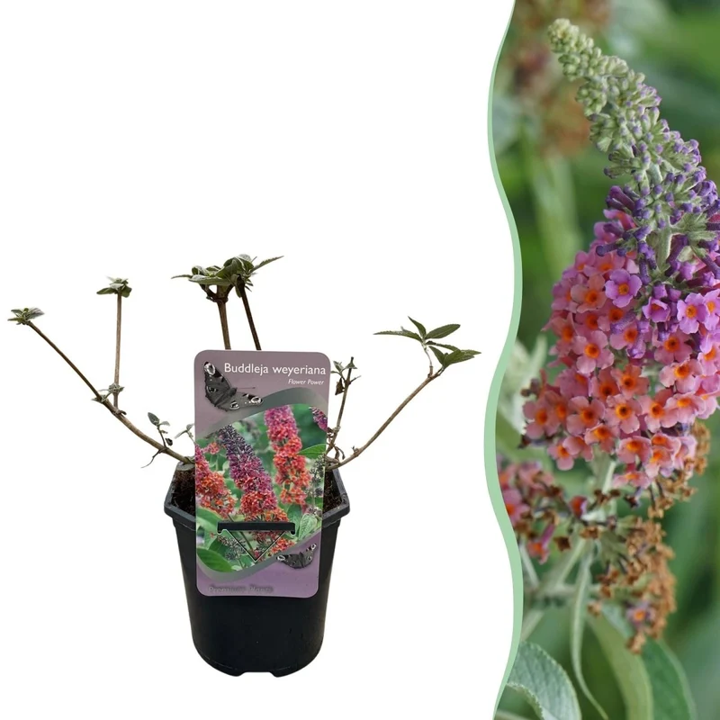 Schmetterlingsstrauch - Buddleja davidii Flower Power - Blüte Orange Lila - 1 Pflanze - Laubabwerfend - Schmetterling anziehend - Topf 17cm Höhe 30cm