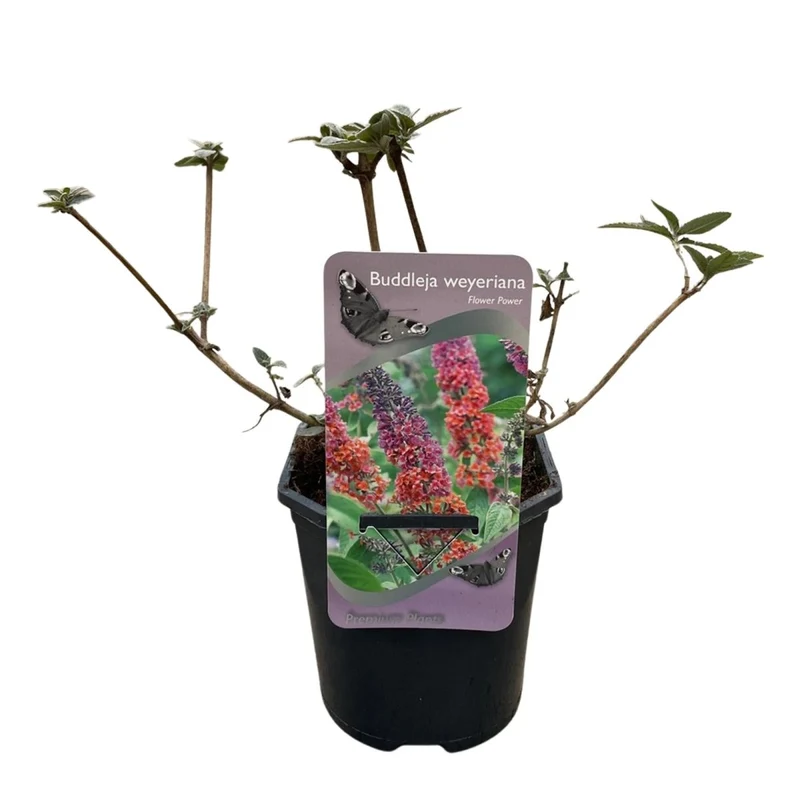 Schmetterlingsstrauch - Buddleja davidii Flower Power - Blüte Orange Lila - 1 Pflanze - Laubabwerfend - Schmetterling anziehend - Topf 17cm Höhe 30cm