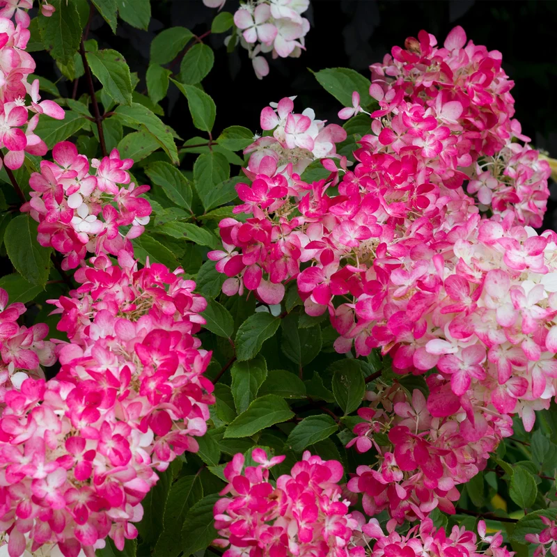 Rispenhortensie - Hydrangea panniculata Pink Diamond - Blüte Weiß Rosa - 1 Pflanze - Laubabwerfend - Große Blüten - Topf 17cm Höhe 50cm