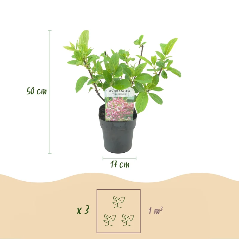 Rispenhortensie - Hydrangea panniculata Pink Diamond - Blüte Weiß Rosa - 1 Pflanze - Laubabwerfend - Große Blüten - Topf 17cm Höhe 50cm