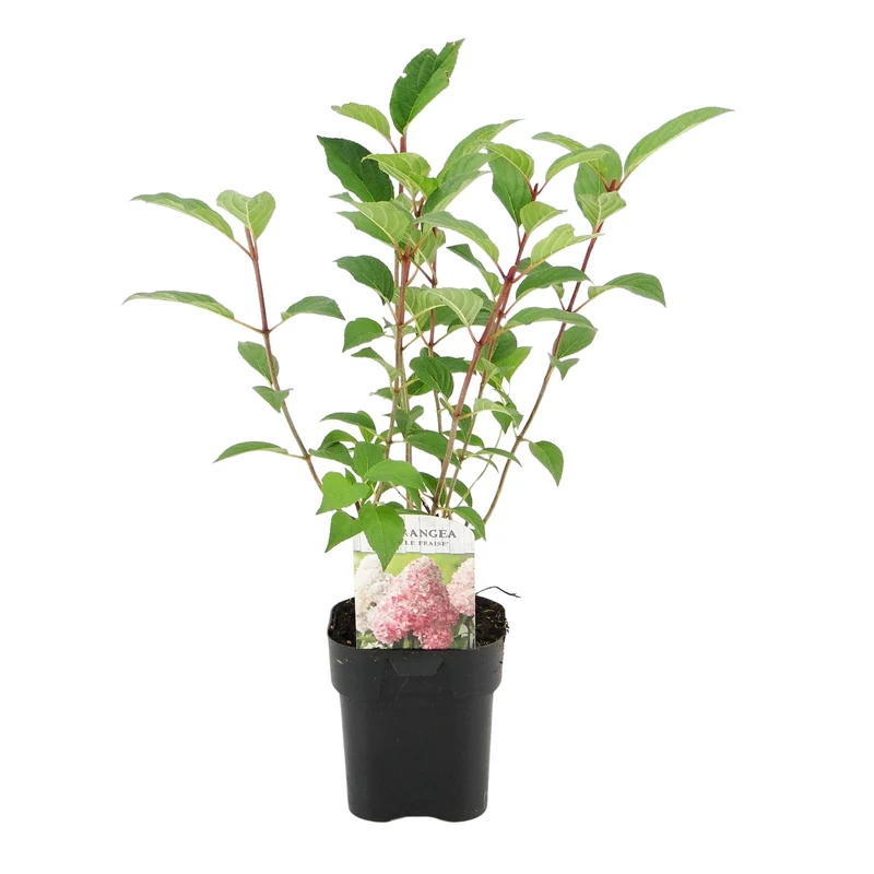 Rispenhortensie - Hydrangea panniculata Vanille Fraise - Blüte Weiß Rosa - 1 Pflanze - Laubabwerfend - Große Blumen - Topf 17cm Höhe 50cm