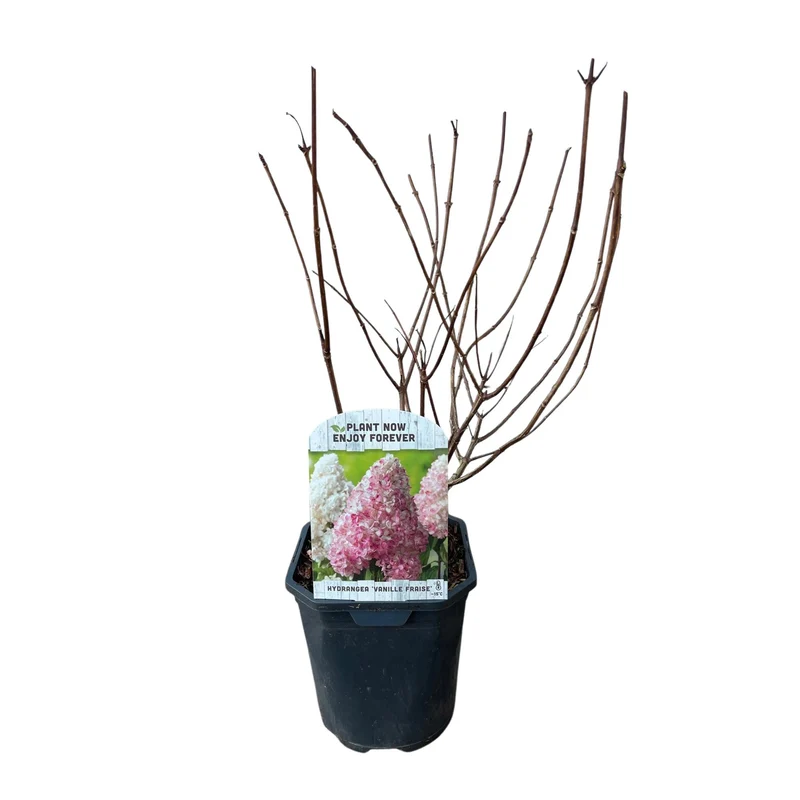Rispenhortensie - Hydrangea panniculata Vanille Fraise - Blüte Weiß Rosa - 1 Pflanze - Laubabwerfend - Große Blumen - Topf 17cm Höhe 50cm