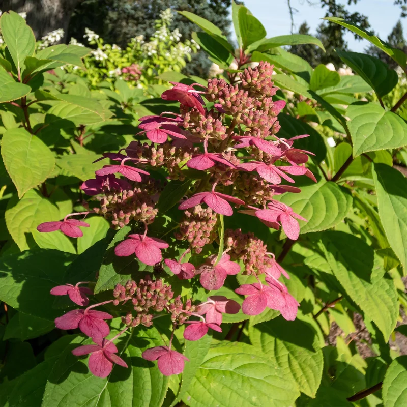 Rispenhortensie - Hydrangea panniculata Wims Red - Blüte Weiß Rot - 1 Pflanze - Laubabwerfend - Große Blüten - Topf 17cm Höhe 50cm