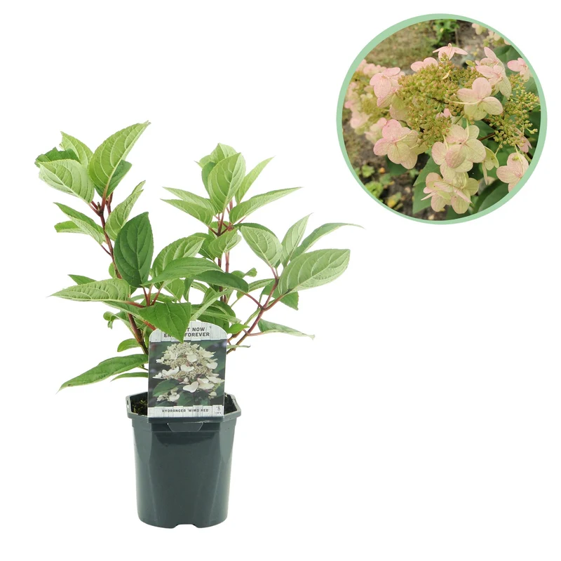 Rispenhortensie - Hydrangea panniculata Wims Red - Blüte Weiß Rot - 1 Pflanze - Laubabwerfend - Große Blüten - Topf 17cm Höhe 50cm