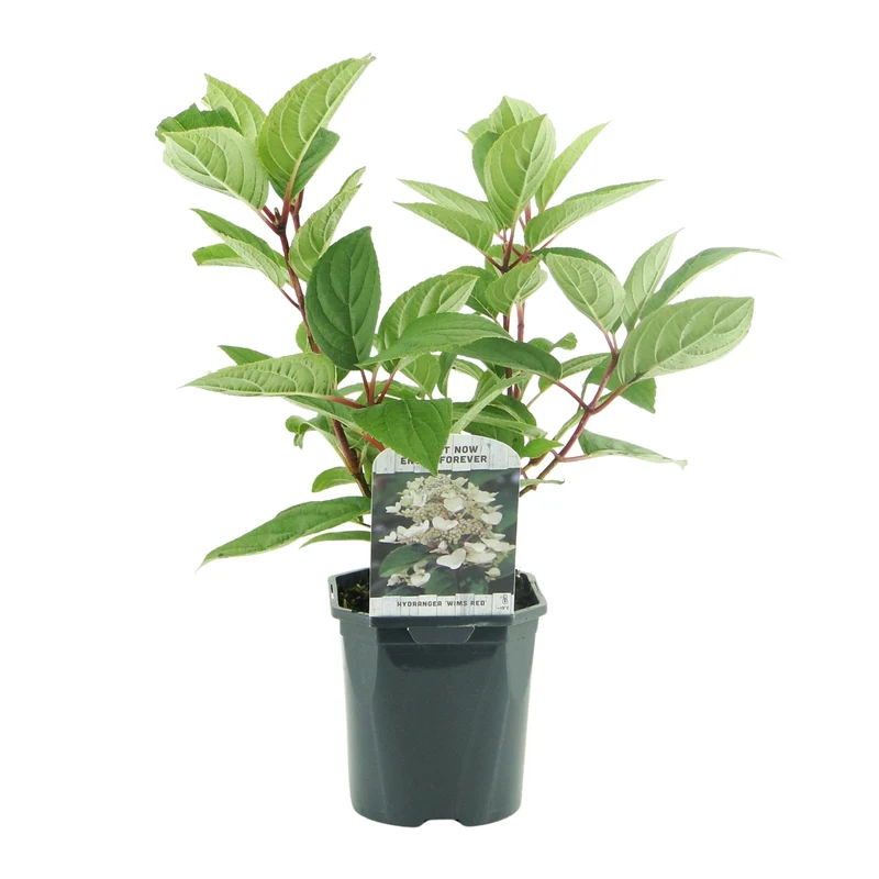 Rispenhortensie - Hydrangea panniculata Wims Red - Blüte Weiß Rot - 1 Pflanze - Laubabwerfend - Große Blüten - Topf 17cm Höhe 50cm