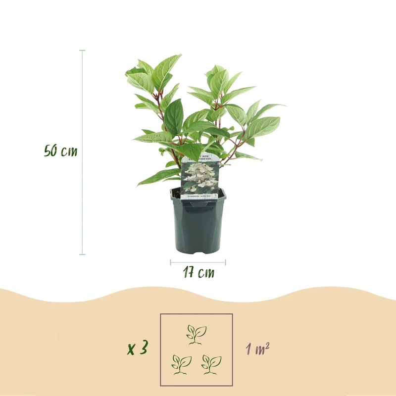 Rispenhortensie - Hydrangea panniculata Wims Red - Blüte Weiß Rot - 1 Pflanze - Laubabwerfend - Große Blüten - Topf 17cm Höhe 50cm