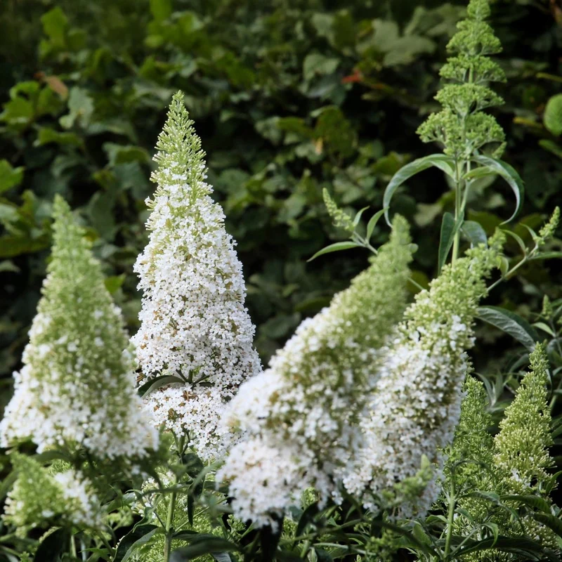 Schmetterlingsstrauch - Buddleja davidii White Profusion - Blüte Weiß - 1 Pflanze - Laubabwerfend - Schmetterlingsanziehend - Topf 17cm Höhe 25cm