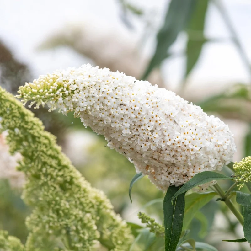 Schmetterlingsstrauch - Buddleja davidii White Profusion - Blüte Weiß - 1 Pflanze - Laubabwerfend - Schmetterlingsanziehend - Topf 17cm Höhe 25cm