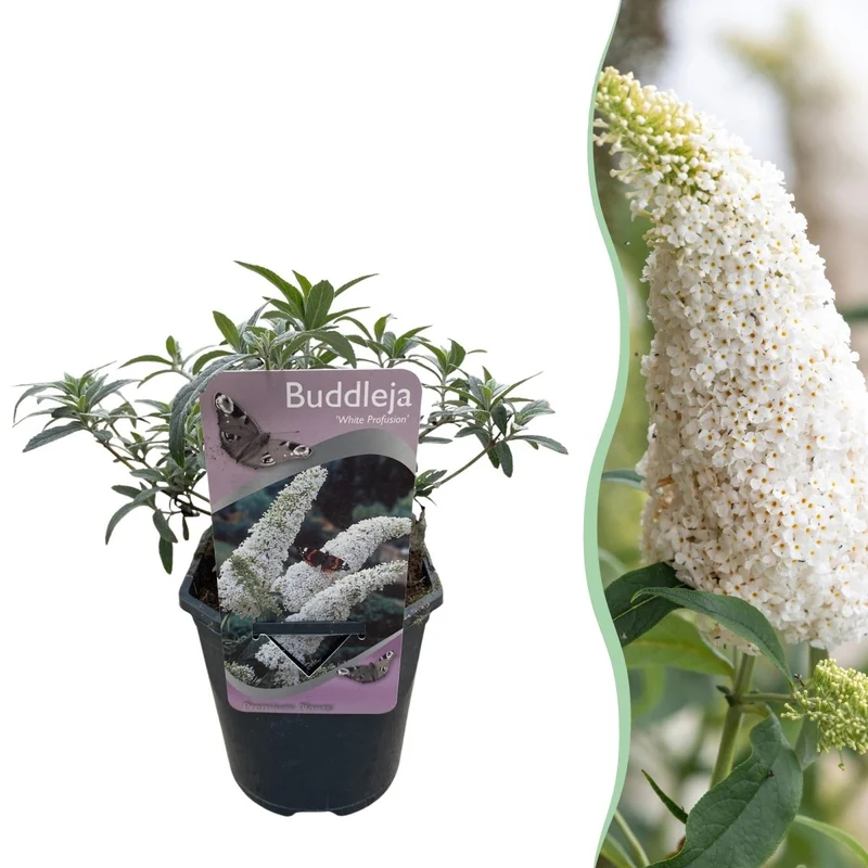 Schmetterlingsstrauch - Buddleja davidii White Profusion - Blüte Weiß - 1 Pflanze - Laubabwerfend - Schmetterlingsanziehend - Topf 17cm Höhe 25cm