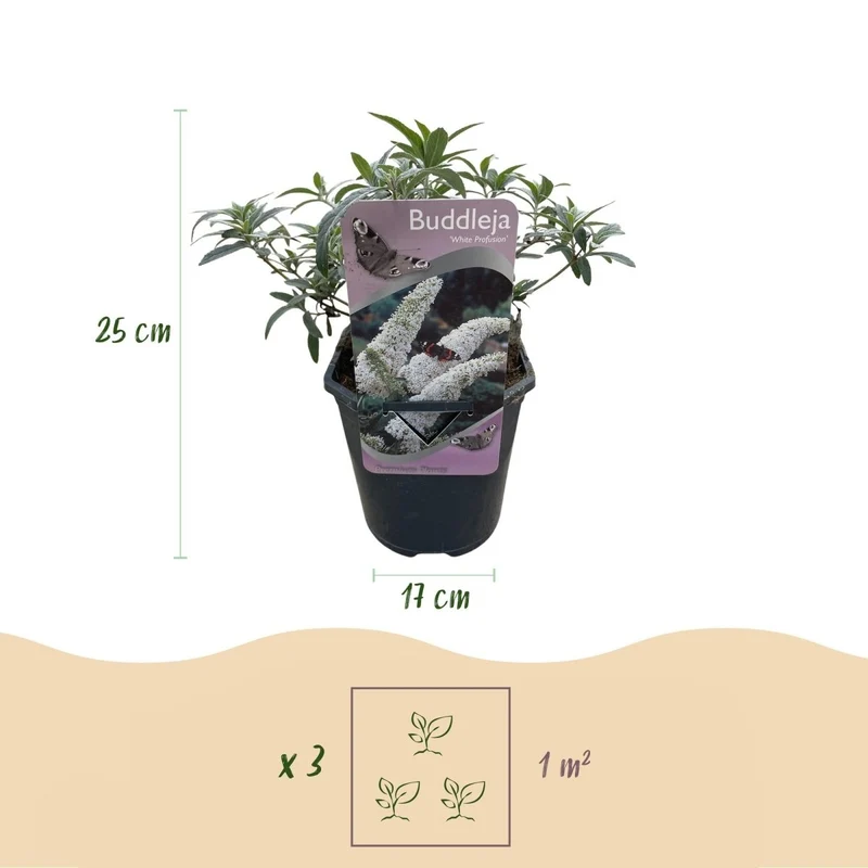 Schmetterlingsstrauch - Buddleja davidii White Profusion - Blüte Weiß - 1 Pflanze - Laubabwerfend - Schmetterlingsanziehend - Topf 17cm Höhe 25cm