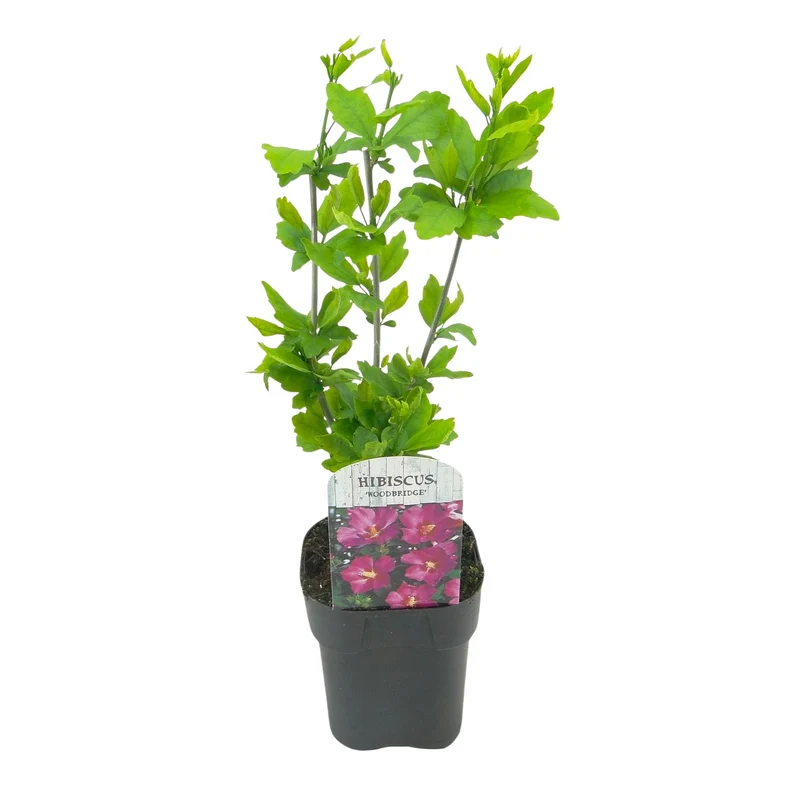 Hibiscus syriacus Woodbridge - Blüte Rosa - 1 Pflanze - Laubabwerfend - Pflegeleicht - Topf 17cm Höhe 45cm