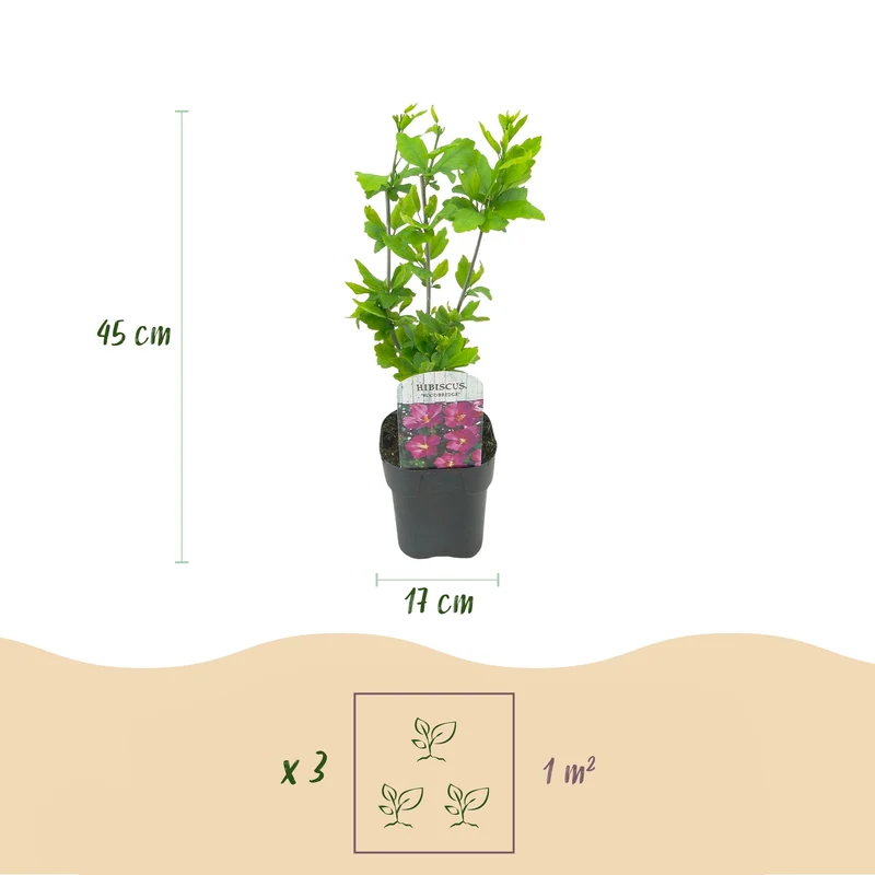 Hibiscus syriacus Woodbridge - Blüte Rosa - 1 Pflanze - Laubabwerfend - Pflegeleicht - Topf 17cm Höhe 45cm