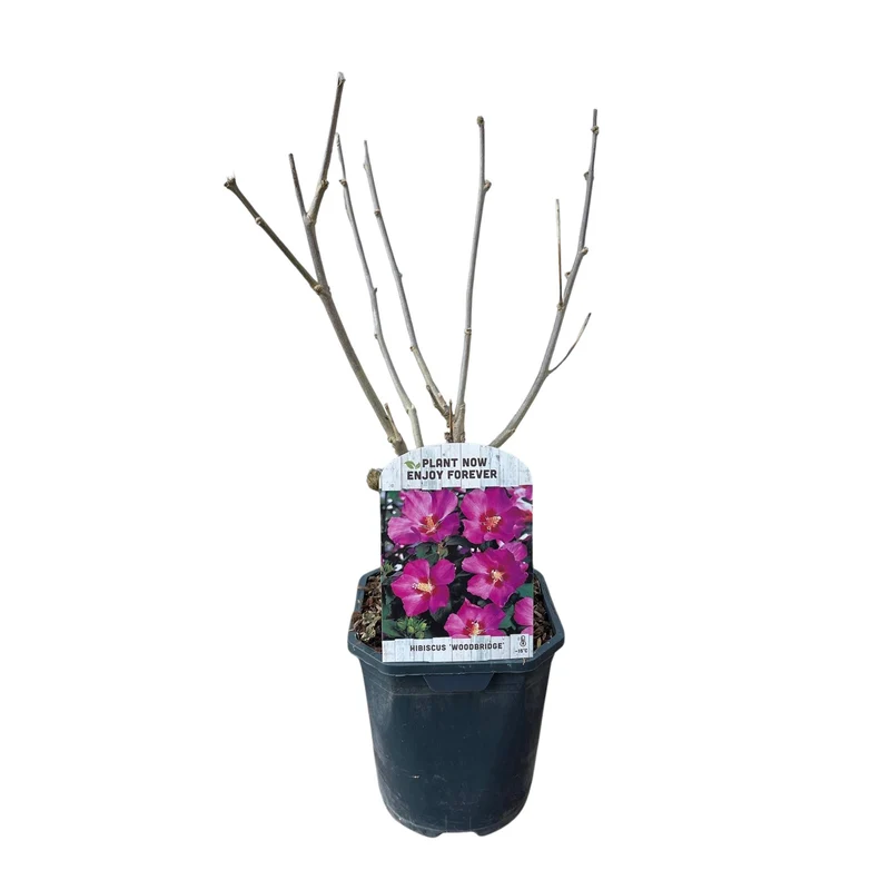 Hibiscus syriacus Woodbridge - Blüte Rosa - 1 Pflanze - Laubabwerfend - Pflegeleicht - Topf 17cm Höhe 45cm