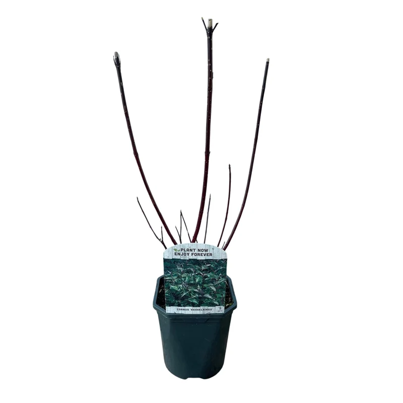 Cornus alba Kesselringii - Violette Zweige - 1 Pflanze - Laubabwerfend - Wenig Pflege - Topf 17cm Höhe 45cm