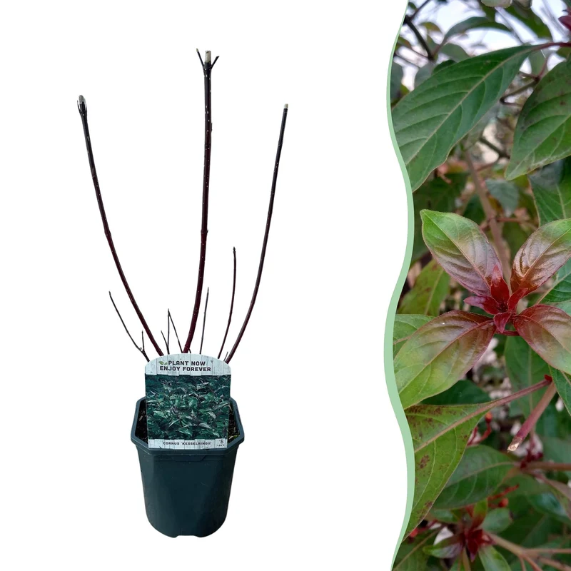 Cornus alba Kesselringii - Violette Zweige - 1 Pflanze - Laubabwerfend - Wenig Pflege - Topf 17cm Höhe 45cm