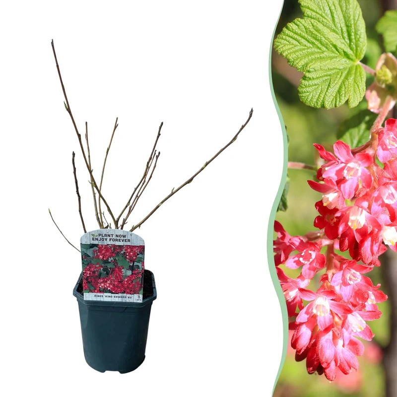 Ribes sanguineum Kind Edward - Blüte Rot - 1 Pflanze - Laubabwerfend - Wenig Pflegeaufwand - Topf 17cm Höhe 45cm
