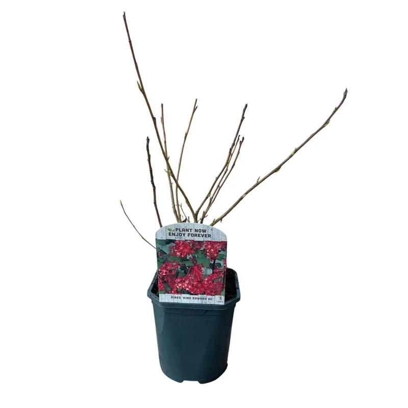 Ribes sanguineum Kind Edward - Blüte Rot - 1 Pflanze - Laubabwerfend - Wenig Pflegeaufwand - Topf 17cm Höhe 45cm