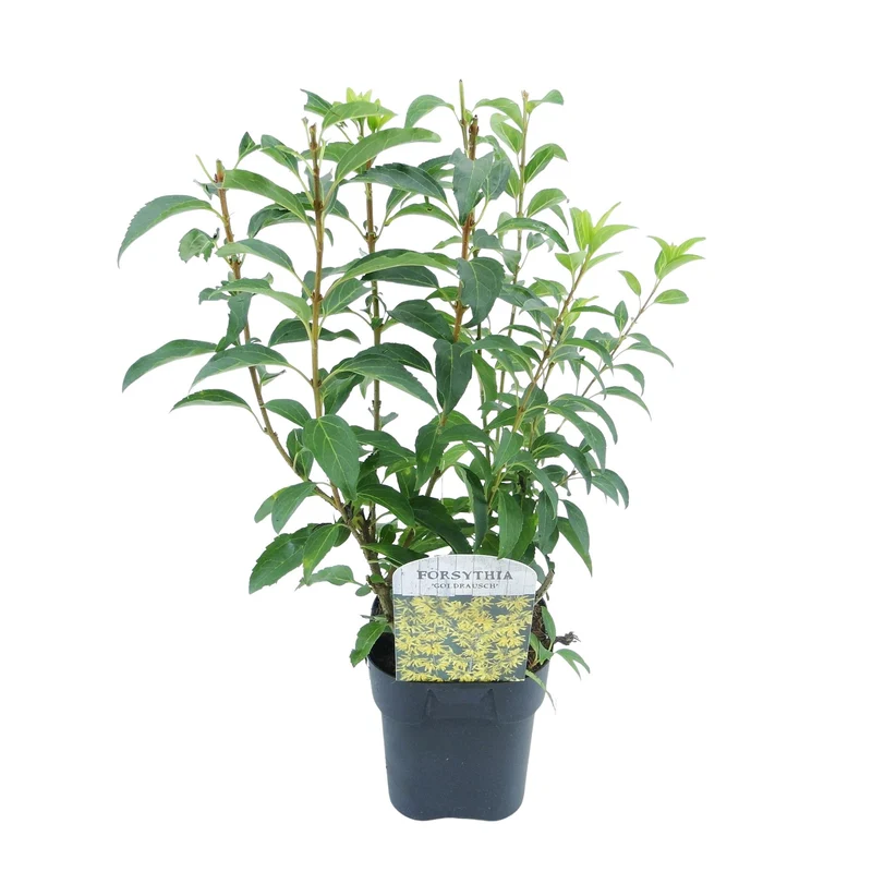 Forsythia intermedia Goldrauch - Blüte Gelb - 1 Pflanze - Laubabwerfend - Wenig Pflege - Topf 17cm Höhe 45cm