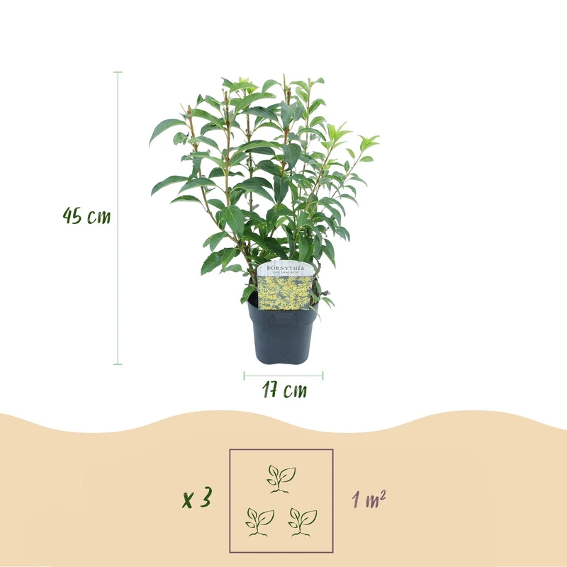 Forsythia intermedia Goldrauch - Blüte Gelb - 1 Pflanze - Laubabwerfend - Wenig Pflege - Topf 17cm Höhe 45cm