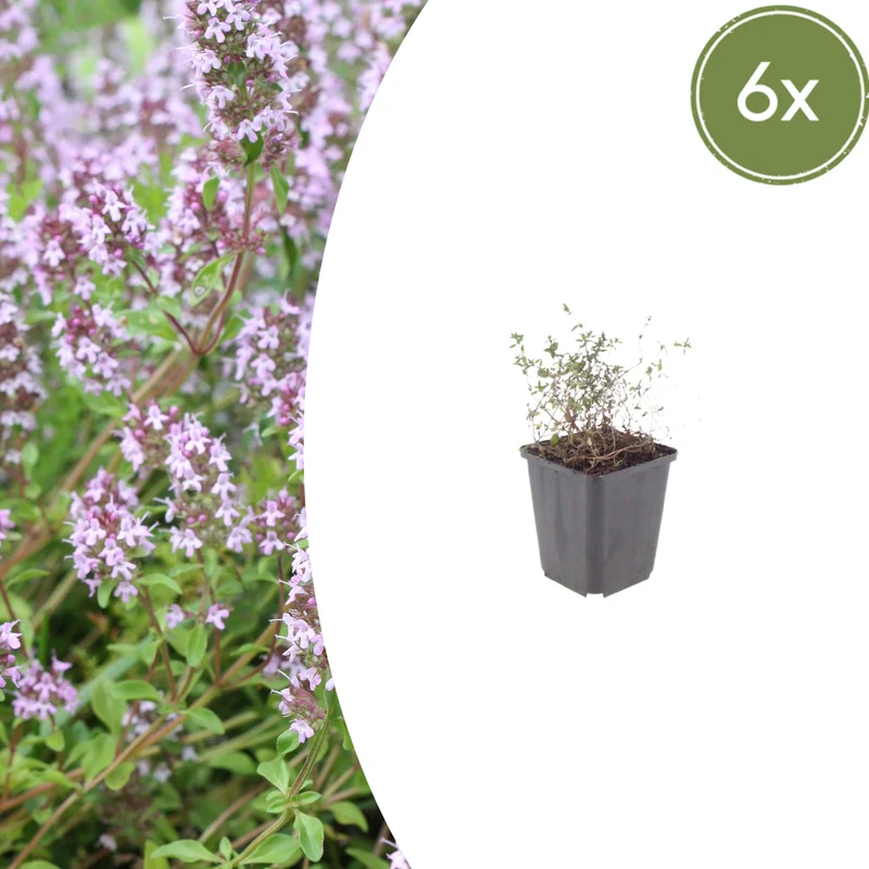 6x Thymian kaufen – Thymus vulgaris - ↕10-25cm - Ø9cm