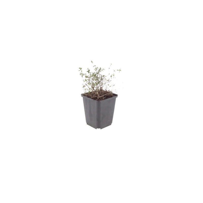 6x Thymian kaufen – Thymus vulgaris - ↕10-25cm - Ø9cm