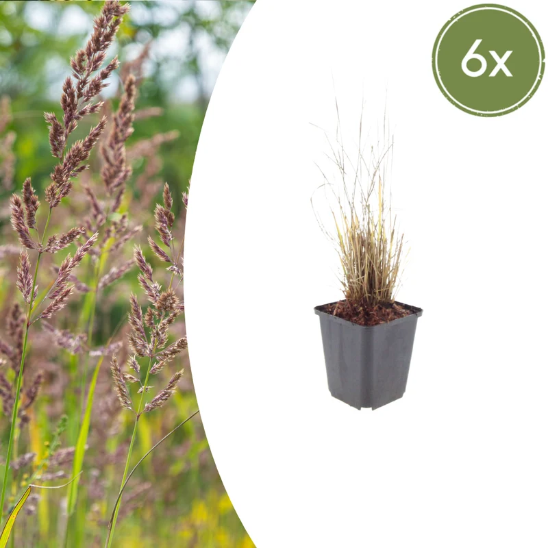 6x Diamantgras ( Calamagrostis brachytricha - ↕10-25cm - Ø9cm)