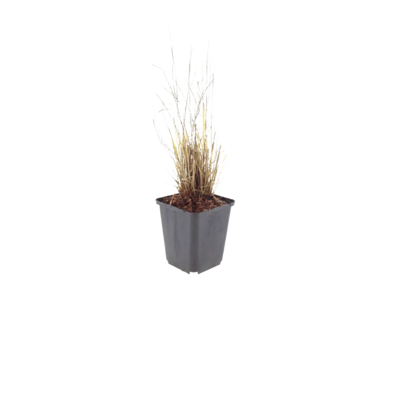 6x Diamantgras ( Calamagrostis brachytricha - ↕10-25cm - Ø9cm)
