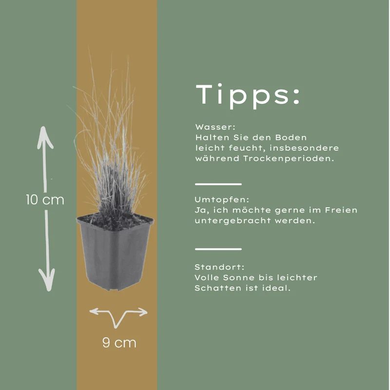 6x Diamantgras ( Calamagrostis brachytricha - ↕10-25cm - Ø9cm)