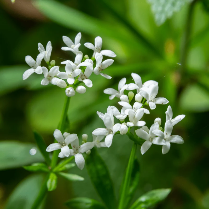 6x Waldmeister kaufen – Galium odoratum | Bodendecker für Schatten, Höhe 10–25 cm