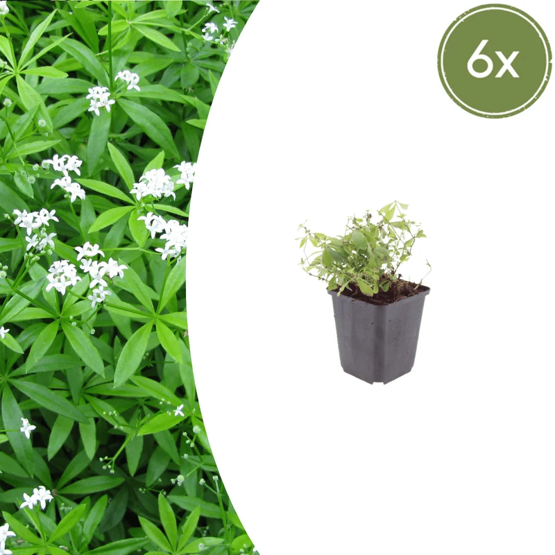 6x Waldmeister kaufen – Galium odoratum | Bodendecker für Schatten, Höhe 10–25 cm