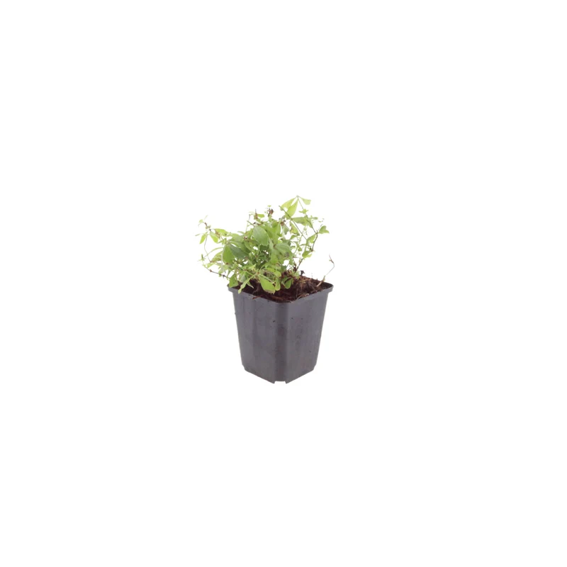 6x Waldmeister kaufen – Galium odoratum | Bodendecker für Schatten, Höhe 10–25 cm