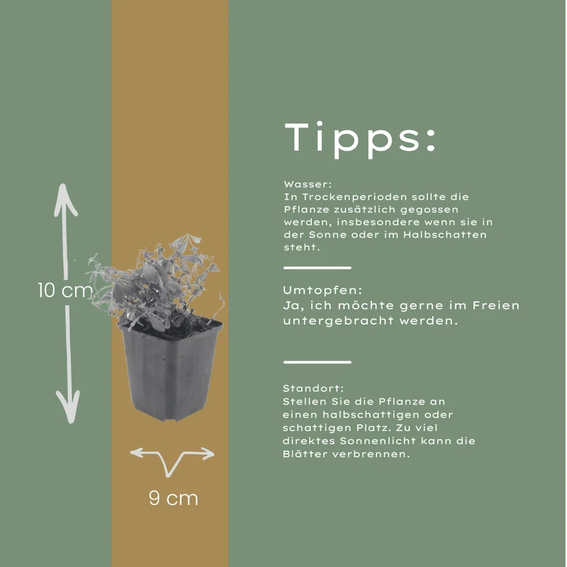 6x Waldmeister kaufen – Galium odoratum | Bodendecker für Schatten, Höhe 10–25 cm